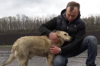 Український Хатіко: собака уже рік чекає своїх господарів на узбіччі, де вони його викинули (відео)