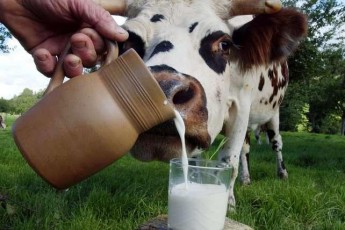 З 1 липня заводи не будуть купляти молоко у населення