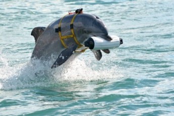 Українські військові дельфіни померли від голоду в анексованому Криму