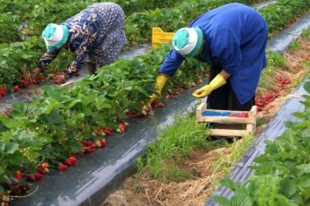 Українським сезонним робітниками у Польщі дозволять занижувати зарплату