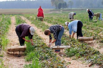 Польські фермери не можуть зібрати урожай полуниці