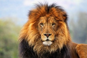 Лев напав на хлопчика у зоопарку на Тернопільщині