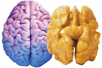 ТОП-6 найкращих продуктів для підвищення працездатності мозку