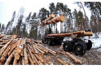 Яким чином український ліс вирубують попри мораторій