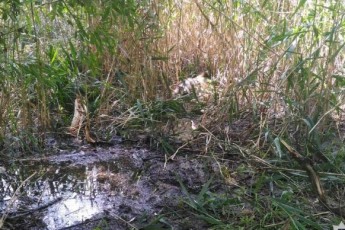 Тіло знайшли у воді: дівчинку по-звірячому вбили на Дніпропетровщині