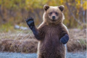 В Україні науковці зафіксували рідкісний вид ведмедя