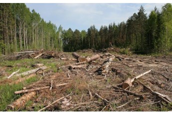 Незаконне вирубування лісу на Волині: хто зможе це зупинити?