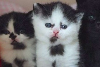 Знайшли місиво: живодери жорстоко вбили 9 кошенят у харківському притулку
