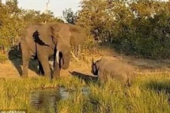 З'явилося відео, на якому розлючений слон напав на носорога