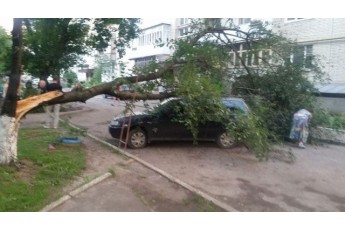 У Луцьку вітер повалив дерево на припарковане авто (фото)