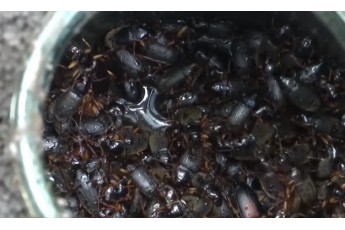 Небачене нашестя комах на Хмельниччині: лізуть людям у вуха, кусають, рояться оселями