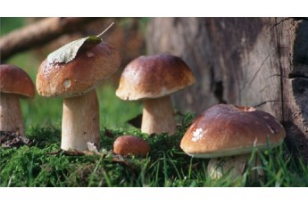 На Волині зафіксовано перші отруєння грибами