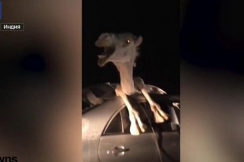В Індії верблюд застряг в салоні автомобіля (відео)