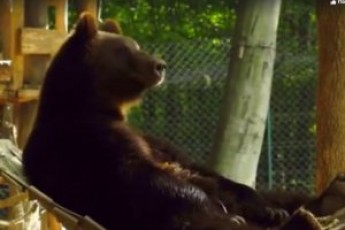 Релакс в гамаку: показали відпочинок закарпатських ведмедів (відео)