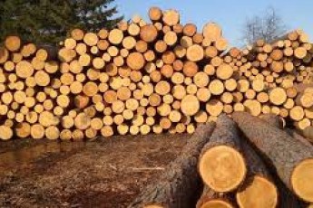 Верховна Рада скасувала мораторій на експорт лісу-кругляка