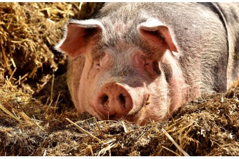 В Україні стало у 8 разів більше іноземної свинини