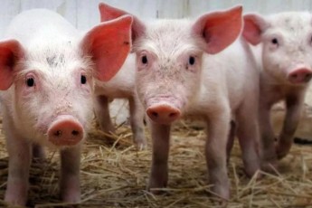 На Волині місія ЄС перевірятиме свиней