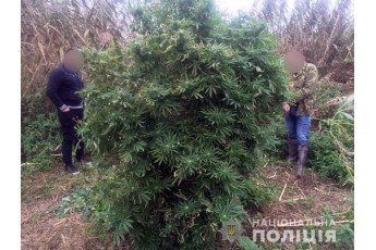 Аеророзвідка виявила посіви гігантських конопель на Київщині  (фото)