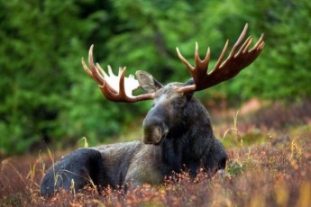 В Україні ввели жорсткі штрафи за полювання на червонокнижного лося
