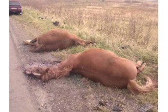 Волинянин фургоном збив двох коней на Львівщині (фото)