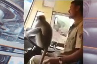 Мавпа за кермом автобуса підірвала мережу (відео)