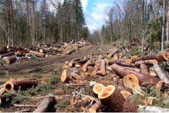 За зрубані дерева на 161 тисячу грн волинянина покарали 