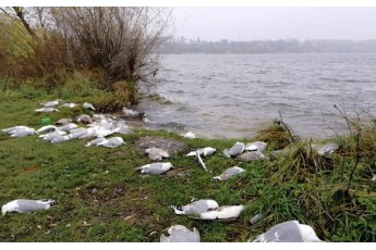 Близько 100 мертвих птахів знайшли біля озера у Тернополі (фото)