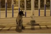 Новий Хатіко: собака щодня чекає на свою загиблу господиню