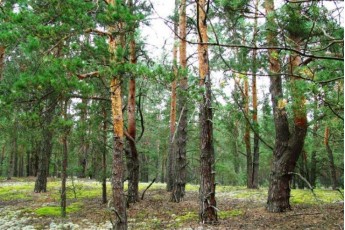 Волинські ліси принесли у бюджет понад 230 мільйонів гривень з початку 2018
