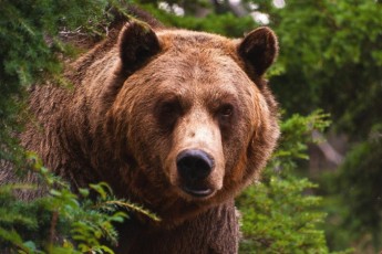 Ведмідь напав на жінку на Харківщині, жінка в лікарні