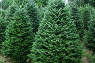 Волинянам на новорічні свята пропонують різноманітні хвойні дерева