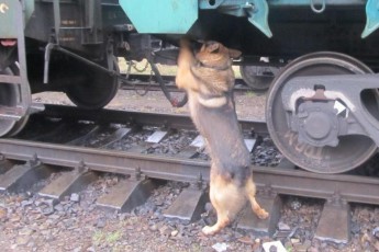 На волинському кордоні службовий пес прикордонників знайшов сигарети у поїзді