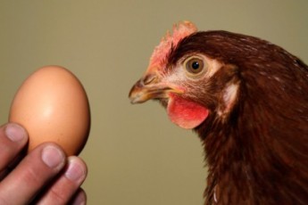 Фото яйця побило світовий рекорд за кількістю лайків в Instagram