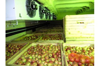 Велетенський холодильний комплекс для яблук з'явиться в Україні