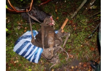 П'ятьох волинян судитимуть за вбивство двох лосів у заповіднику (фото)