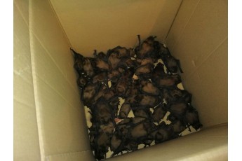 На Волині зоозахисники врятували 89 кажанів, на яких випадково натрапили під час ремонту (фото)