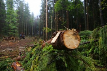 В Україні протягом 2018 року незаконно вирубали лісу на 117 мільйонів