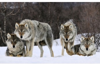 У волинських лісах нашестя вовків, мисливці влаштовують облави