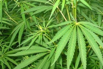 Парламент розгляне петицію про легалізацію марихуани