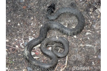 У місті на Волині зловили величезну змію (фото)