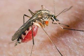 Як вберегтися від укусів комарів: практичні поради