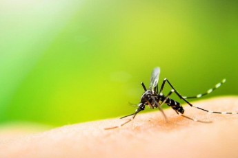 Популярний засіб від комарів виявився небезпечним: що потрібно знати