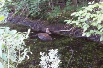 На Волині вбили самку лося та викинули у канаву (фото)