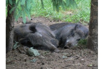 На Волині в трупах свиней виявили африканську чуму