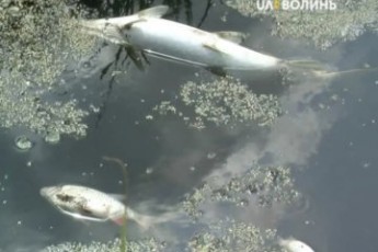 У річці на Волині масово гине риба (відео)