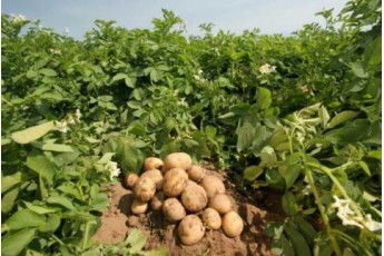 Волинська науковиця розповіла, коли та як правильно збирати картоплю
