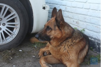 На Волині у відділі поліції служить пес, який допомагав військовим у зоні АТО (відео)