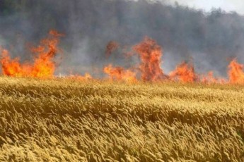 Неподалік Луцька сталась масштабна пожежа, ледве не вигоріло 50 гектарів поля