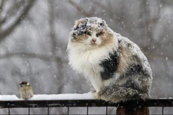 Наступного тижня на українців чекає значне падіння температури та мокрий сніг