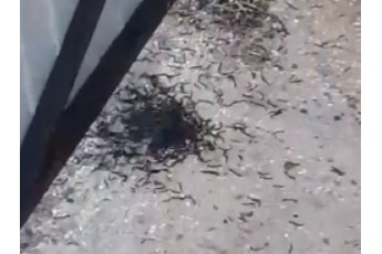 Популярний український курорт масово атакують чорні черви (відео)